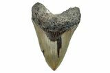 Fossil Megalodon Tooth - North Carolina #274782-1